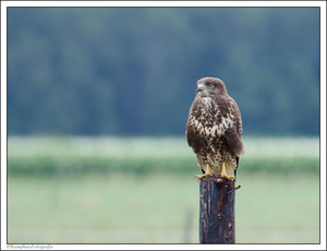 1buizerd_juveniel