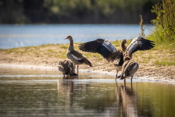 nilgans-5324636_960_720