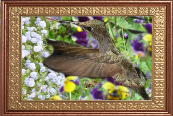 colibri