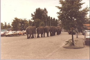 Olifanten per trein aangekomen bij Van Gend en Loos DE Binckhorst