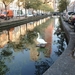 Watervogels in een Haagse gracht.