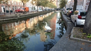 Watervogels in een Haagse gracht.