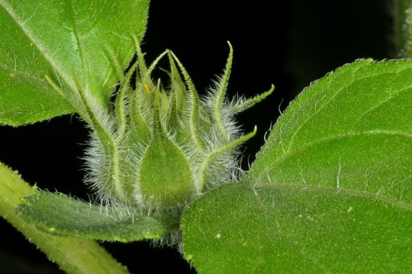 DSC_8669MV_20200912_0471