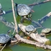 the-turtles-5393951_960_720