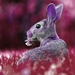 rabbit-5446232_960_720