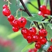 red-currant-5382964_960_720