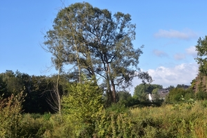 DSC_1752