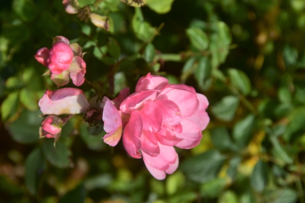 GENIETEN LANGS DE DENDER !