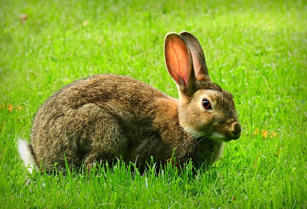 rabbit-5449042_960_720