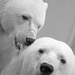 polar-bear-196317_960_720