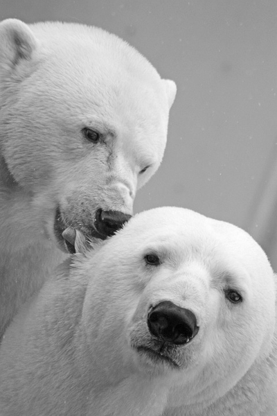 polar-bear-196317_960_720