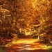 forest-path-1032464_960_720