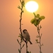 sparrow-4125216_960_720
