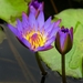 waterlily-3354317_960_720