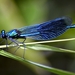 dragonfly-2471464_960_720