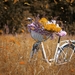 bicycle-3522238_960_720