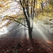 autumn-forest-4879998_960_720