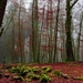 forest-2048743_960_720