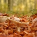 mushroom-3145770_960_720