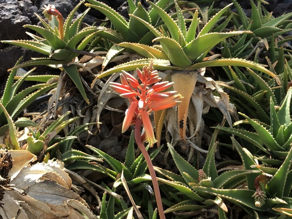 Tenerife