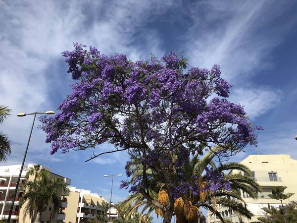 Tenerife