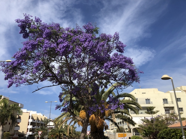 Tenerife