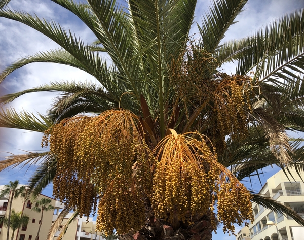 Tenerife