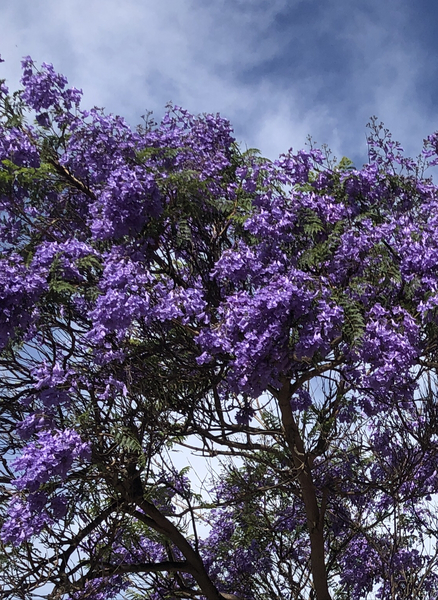 Tenerife