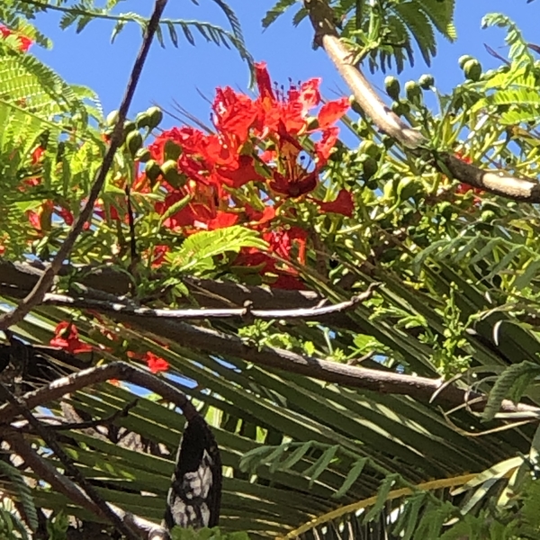 Tenerife