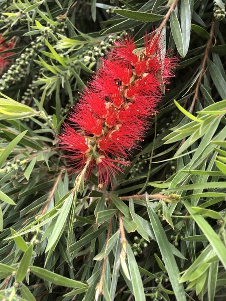 Tenerife