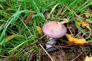 Paddestoelen