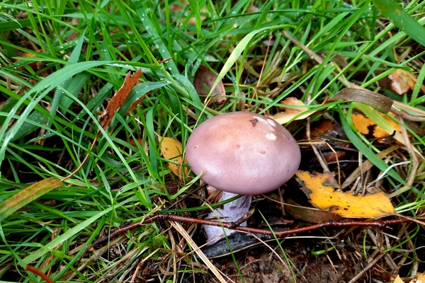 Paddestoelen