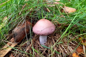 Paddestoelen