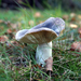 Berijpte Russula