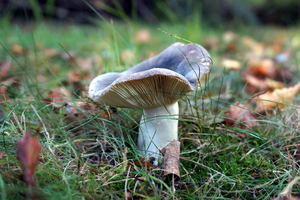 Berijpte Russula