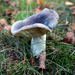 Berijpte Russula