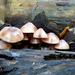 Grote Bloedsteelmycena-1