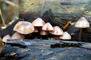 Grote Bloedsteelmycena-1