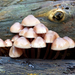 Grote Bloedsteelmycena-2