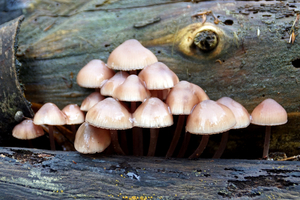 Grote Bloedsteelmycena-2