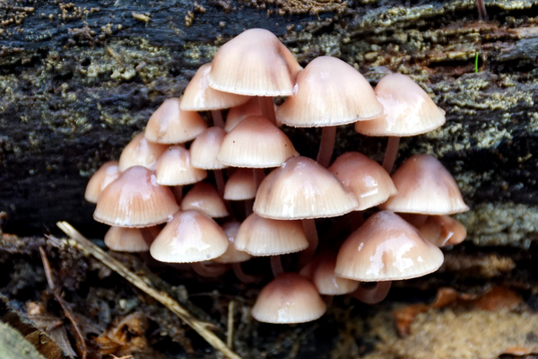 Grote Bloedsteelmycena-3