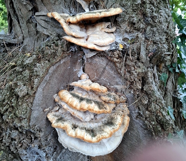 Zwavelzwam-