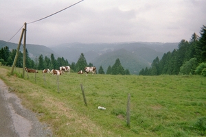 imm008_7A