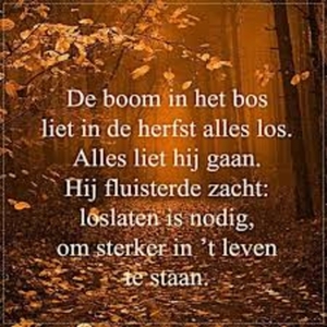 De+boom+in+het+bos.