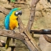 macaw-5717388_960_720