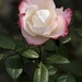 rose-5699877_960_720