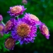 chrysanthemums-5674449_960_720