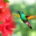 hummingbird-5171798_960_720