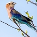 lilac-breasted-roller-5700614_960_720