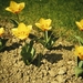 Bloemen in onze tuin in 1970